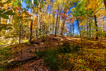 Fototapeta premium The unending forest floor of gold - Fall in Central Ontario, Canada