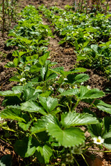 Strawberry bushes planted on the fertilized soil in the garden, have grown large and have flowers from which organic strawberry fruits will grow; selective focus