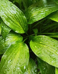 green leaf with drops