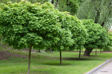 drzew, park, charakter, zieleń, krajobraz, bory, gras, drzew, lato, jary, niebo, jardin, pola, roślin, okolica, piękne, droga, hayfield, drewna, trawnik, feuille, liści, doba, drewna