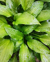 Photo wallpaper of green leaves with rain drops. Bush, plant.