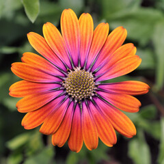 Farbenfrohe Kapmargeritenblüte