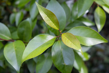 Cherry laurel: a species of Prunus, also known as English laurel, Common laurel it's botanical name is Prunus laurocerasus. Green bushes laurel tree in Italy