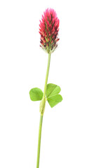 Crimson clover flower