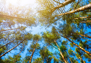 Treetops on a background of blue sky swaying in the wind. Crowns in Pine wood forest.