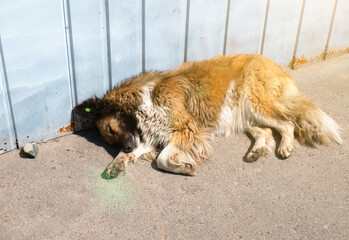 Homeless street dog sleeps on the road. Neutered and disinfection dog with chip. Sterilization...