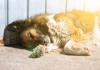 Homeless street dog sleeps on the road. Neutered and disinfection dog with chip. Sterilization...