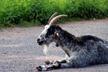 chevre