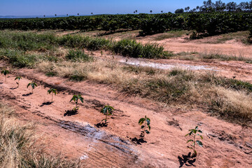Fototapeta na wymiar small coffee seedlings planted in the field of a farm in Brazil
