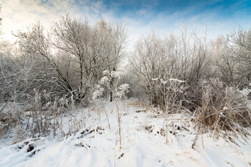 Winter forest in a frosty morning