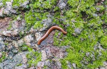 A centipede in wild