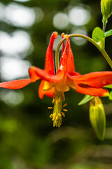 Red Columbine Aquilegia Canademsis