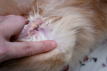 Vet wearing checking the dirty of dog's ear before wipe out the dirt earwax or ear mite.