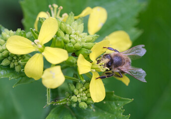 pszczoła zbiera nektar © Krzysztof