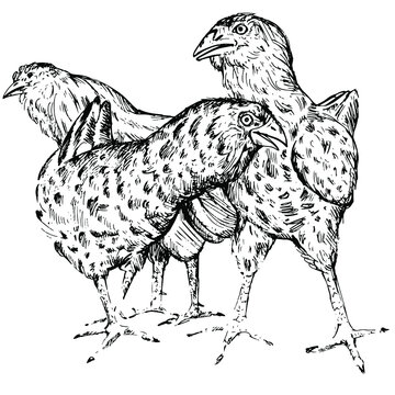 Sketch of chickens of the "Orlovskie chintz" breed
Drawing of domestic birds on a white background. Stock vector illustration of chickens.