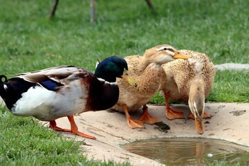 canard