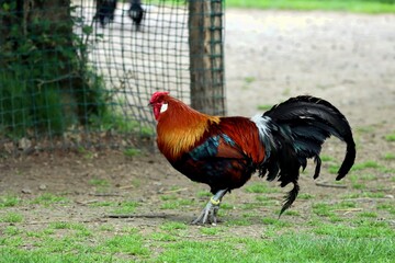 coq