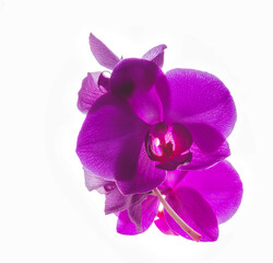 Purple orchid on a white background