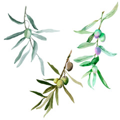 Olive branches watercolor isolated on white background set for all prints. Hand painted.
