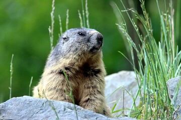 marmot