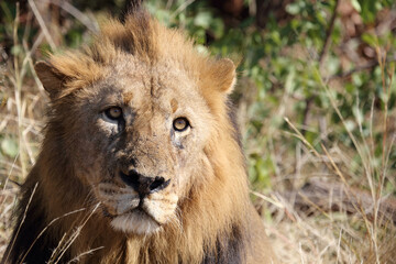 Afrikanischer Löwe / African lion / Panthera leo.