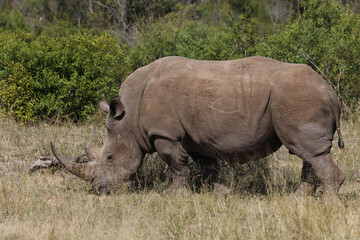 Fototapeta premium Breitmaulnashorn / Square-lipped rhinoceros / Ceratotherium Simum