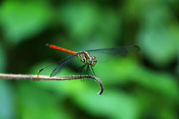 Asiatic blood tail dragon fly, Lathrecista asiatica, Nanded District, Maharashtra, India