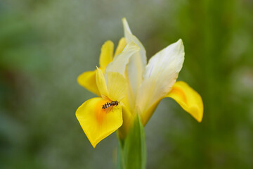 insect on the petals of an iris flower,fly sitting on a yellow iris with a blurred background