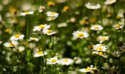 dancing daisies in the spring