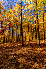 What's sad is that this is all seasonal - Fall in Central Ontario, Canada