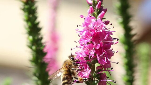 A bumble-bee collecting pollen in a violet flower. A humble-bee working on a garden flower.