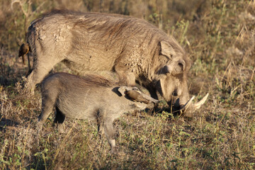 Warzenschwein und Rotschnabel-Madenhacker / Warthog and Red-billed oxpecker / Phacochoerus africanus et Buphagus erythrorhynchus.