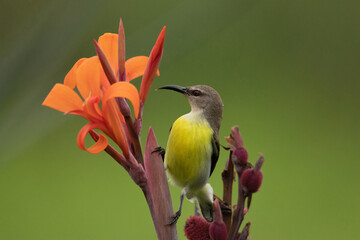 Purple rumped sunbird, Leptocoma zeylonica, sucking nectar from the flowers, Pune, Maharashtra India