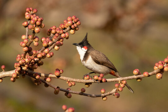 Red Whiskered Bulbul, Pycnonotus jocosus, feeding on berries, Pune, Maharshtra, India