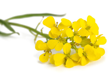 Hedge mustard flowers