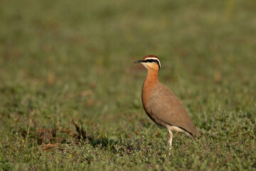 Jerdon's Courser , Rhinoptilus bitorquatus, on a sunny day, Pune, India