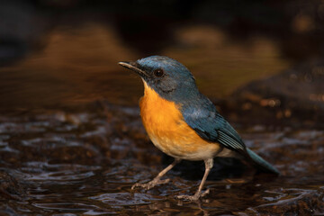Tickell's Blue Flycatcher, Cyornis tickelliae, about to take a bath, Pune, India