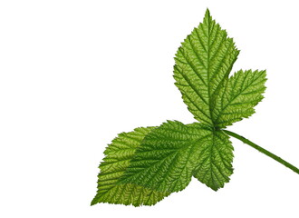 Wild blackberry leaves, foliage on stem isolated on white background