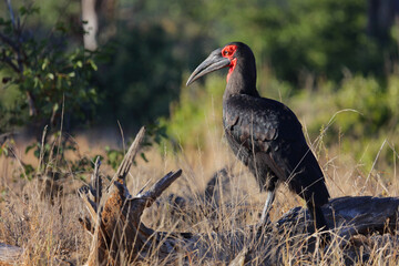 Kaffernhornrabe / Southern ground hornbill / Bucorvus leadbeateri