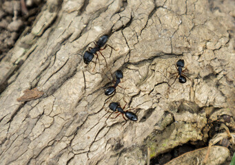 4 Big Black Ants  having meeting on Trunk of tree in Dhaka, Bangladesh
