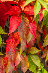 Vivid colored leaves as background