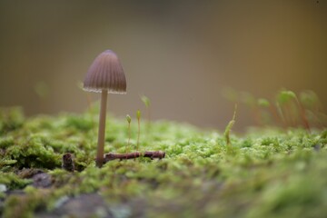 un champignon dans ça mousse