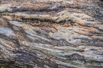 Weathered log background and textures closeup