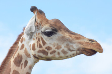 portrait of a giraffe