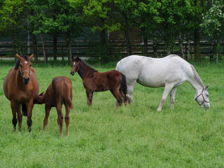 Fototapeta premium Pferde auf einer Koppel im Münsterland