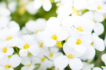 Obraz premium little white flowers in green grass, flowers close-up