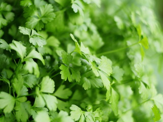 fresh parsley green abstract background