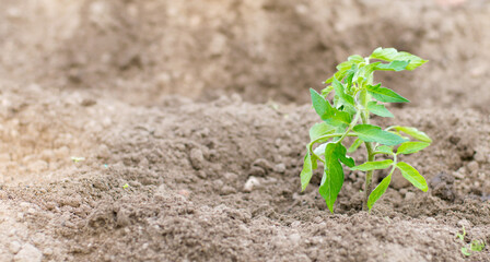 Young plant of Tomato in Soil, planting