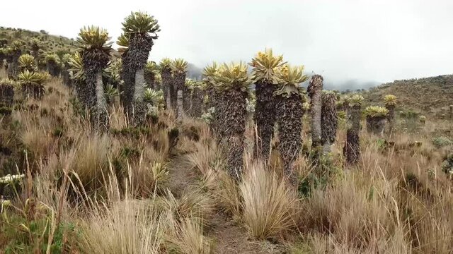 Frailejones en el paramo