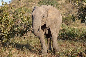 Obraz premium Afrikanischer Elefant / African elephant / Loxodonta africana